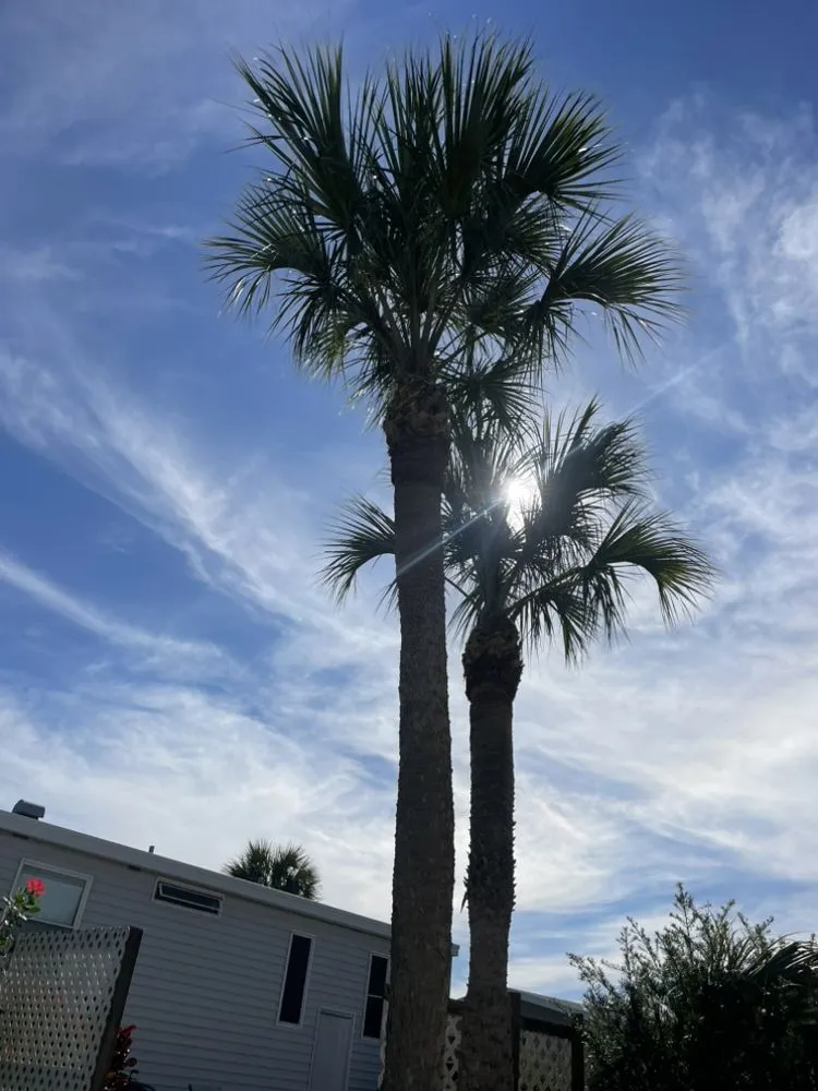 Affordable yard maintenance experts serving Vero Beach, FL - Blue Collar Broke Trees