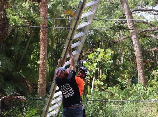 Local lawn mowing service in Vero Beach, FL - Blue Collar Broke Trees