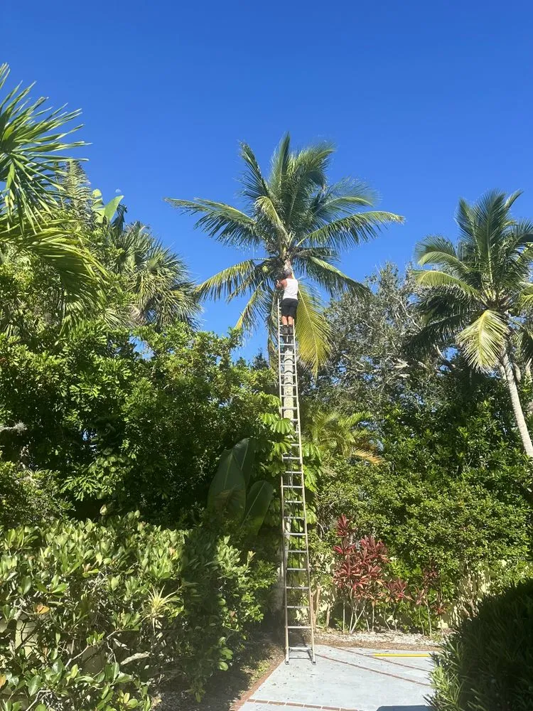 Local yard maintenance in Vero Beach, FL by Blue Collar Broke Trees