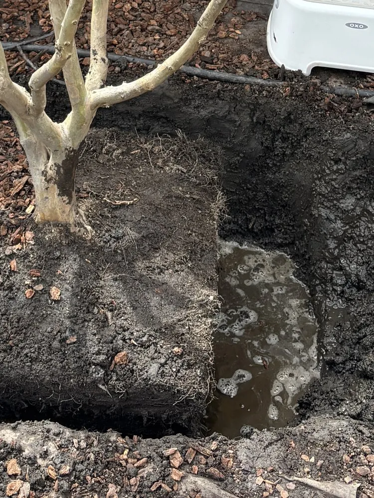 Local yard cleanup service in Penngrove, CA - Blue Cypress Landscaping