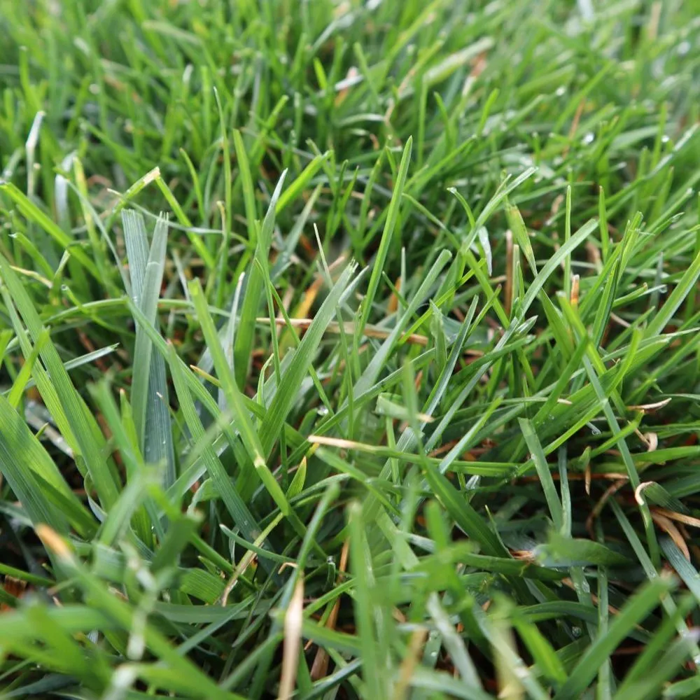 Top-rated yard cleanup service in Indianapolis, IN by Blue Duck Lawn Care