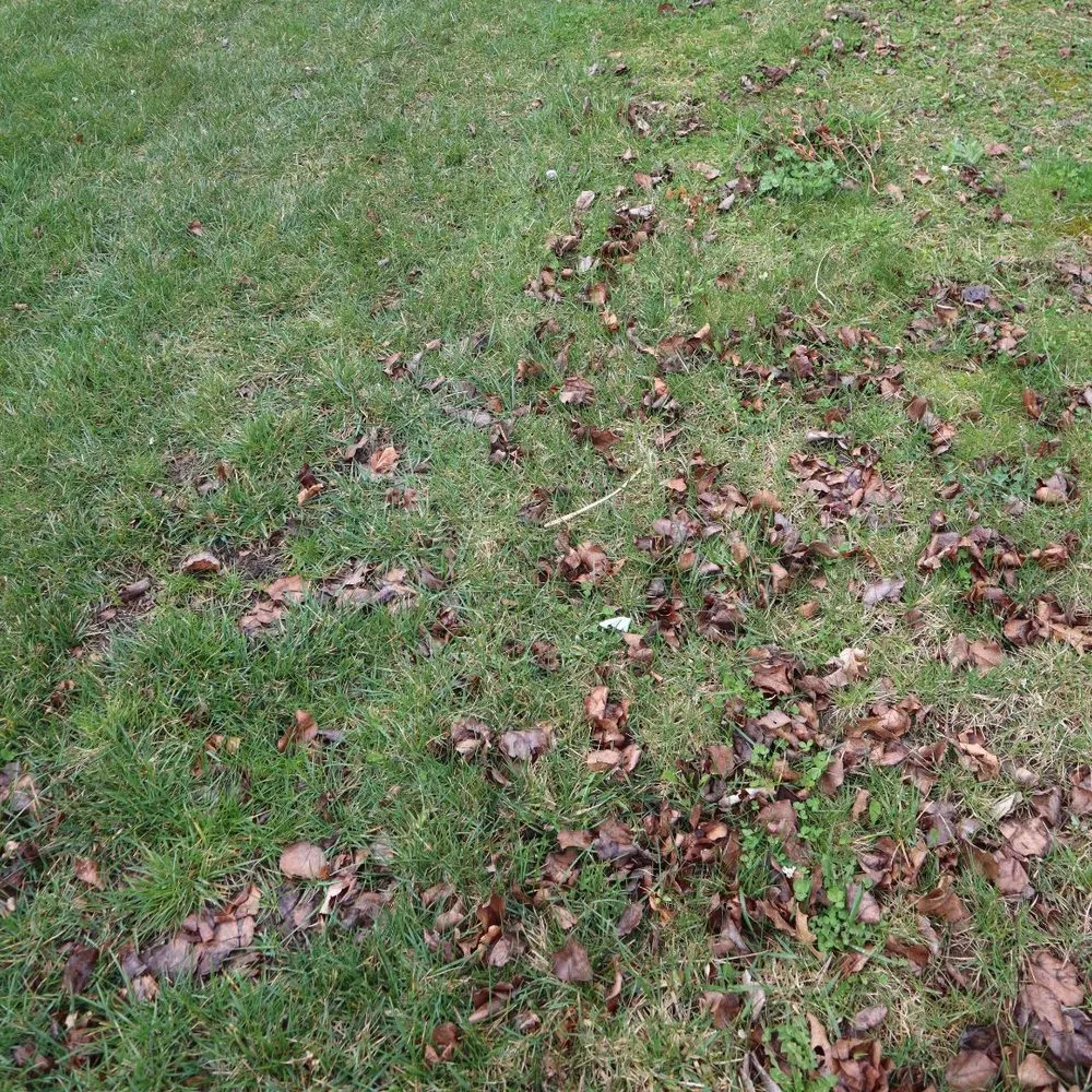 Custom outdoor landscaping experts serving Indianapolis, IN - Blue Duck Lawn Care