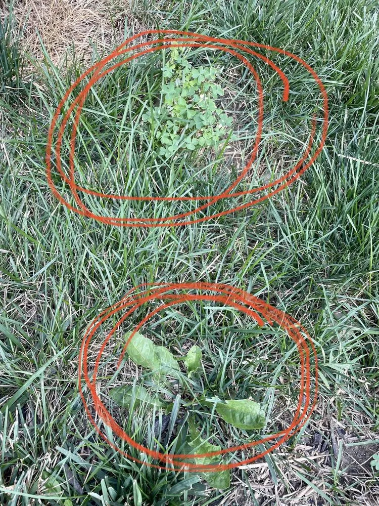 Affordable landscaping services in Indianapolis, IN - Blue Duck Lawn Care