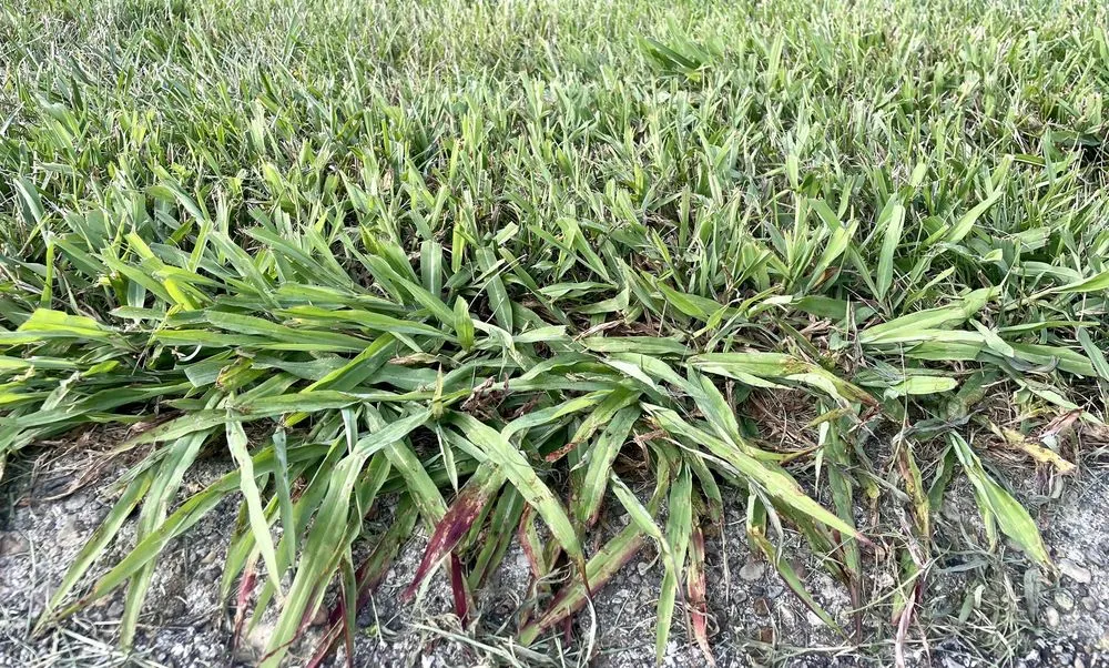 Top-rated yard cleanup service in Indianapolis, IN by Blue Duck Lawn Care