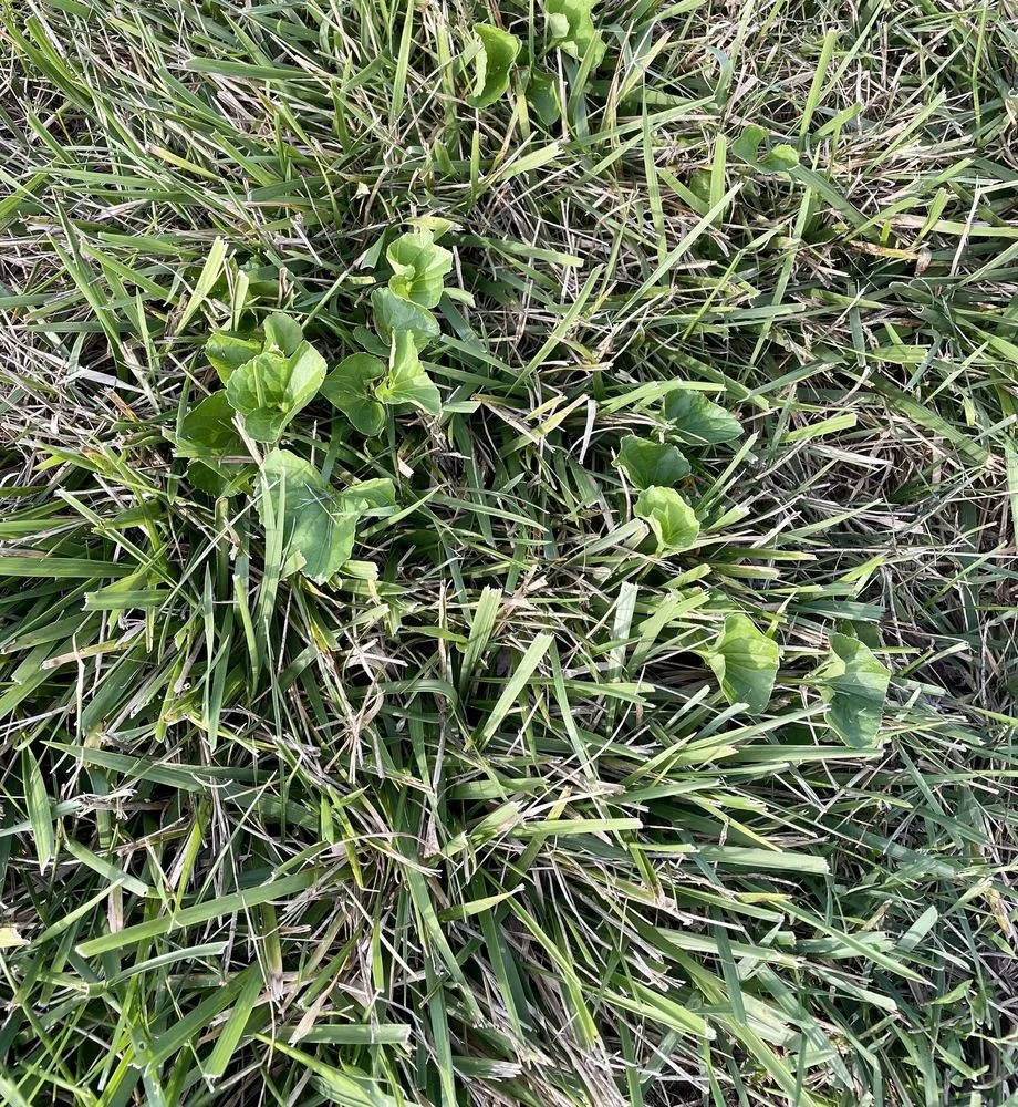 Expert landscaping services experts serving Indianapolis, IN - Blue Duck Lawn Care