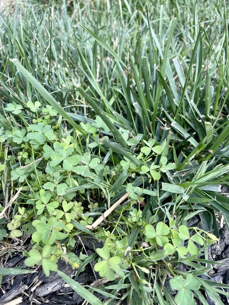 Custom landscape installation in Indianapolis, IN - Blue Duck Lawn Care