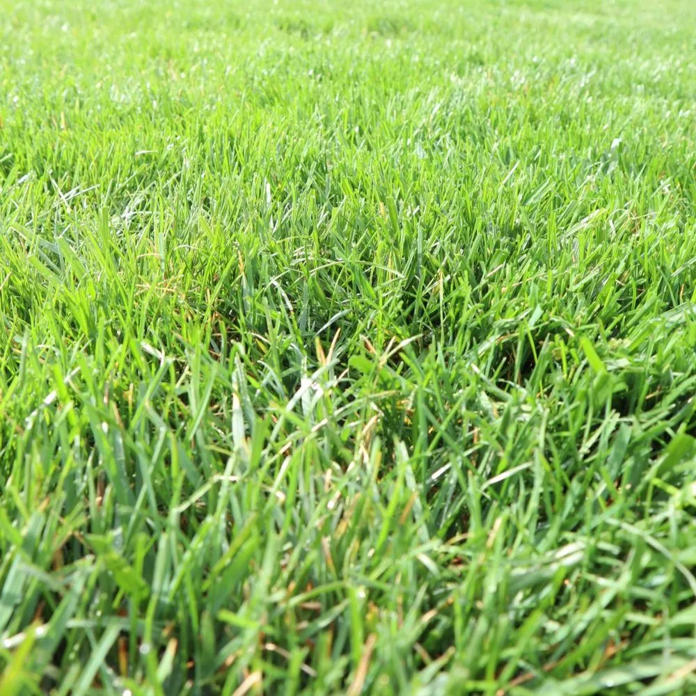 Custom residential landscaping for beautiful yards across Indianapolis, IN - Blue Duck Lawn Care