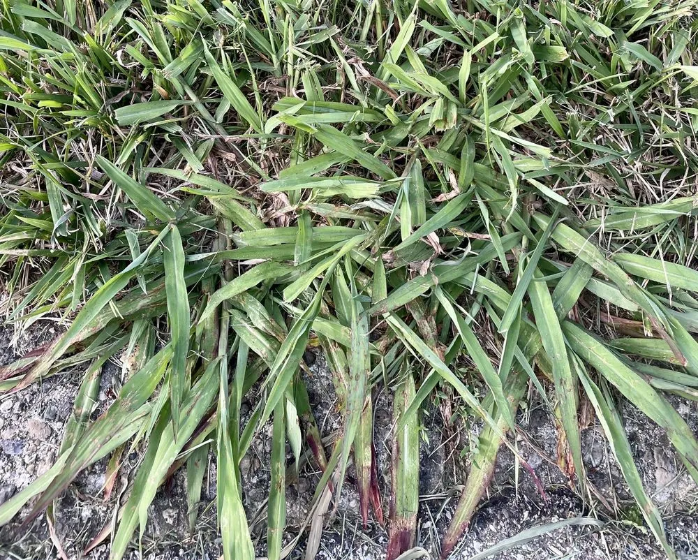 Affordable yard maintenance experts serving Indianapolis, IN - Blue Duck Lawn Care