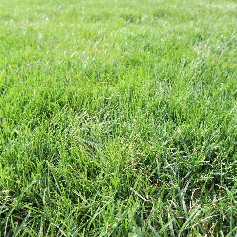 Top-rated outdoor landscaping experts serving Indianapolis, IN - Blue Duck Lawn Care