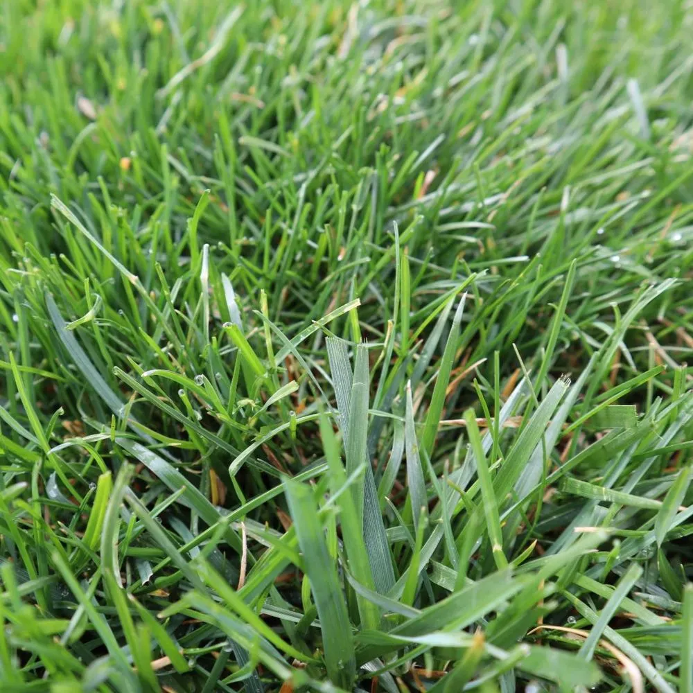 Expert garden landscaping experts serving Indianapolis, IN - Blue Duck Lawn Care