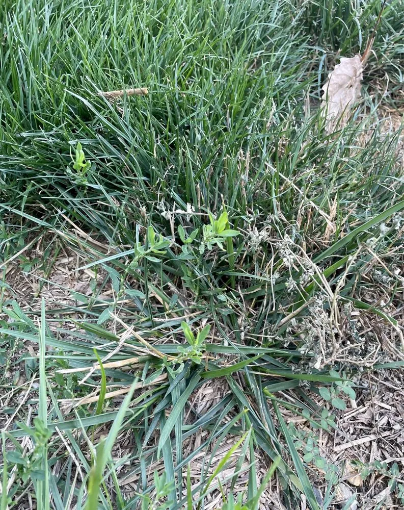 Trusted residential landscaping near you in Indianapolis, IN by Blue Duck Lawn Care