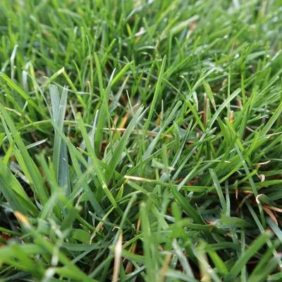 Blue Duck Lawn Care Logo