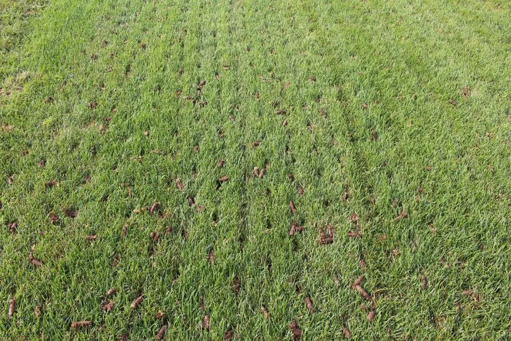 Trusted lawn mowing service for outdoor upgrades in Clarksville, MD by Blue Emerald Landscaping