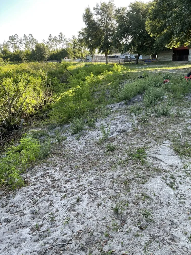 Affordable landscape design for year-round maintenance in Mascotte, FL by Blue Eyes