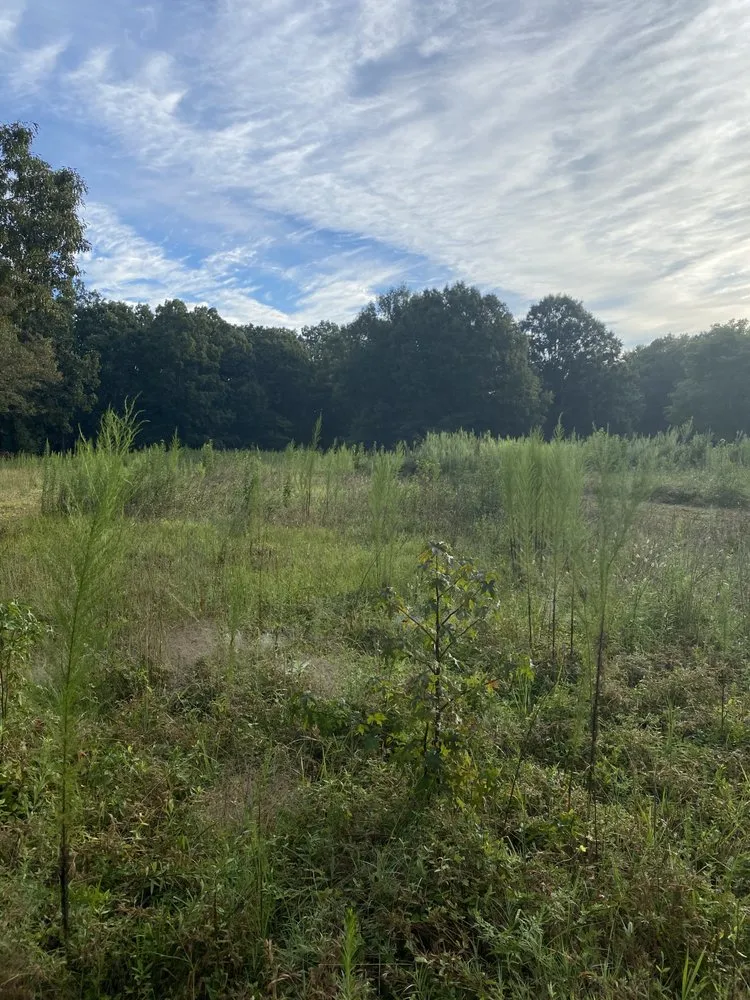 Expert garden landscaping in Matthews, NC - Blue Fox Lawn Service