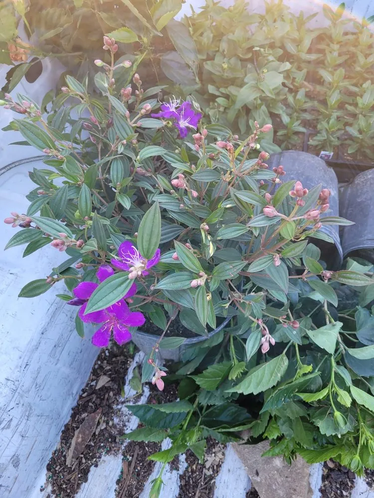 Expert garden landscaping in Houston, TX by Blue Goat Landscape Services