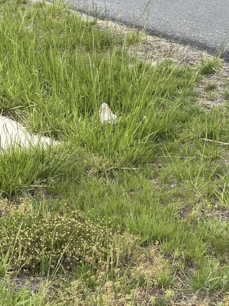 Professional residential landscaping experts serving Parsonsburg, MD - Blue Heron Landscape & Design