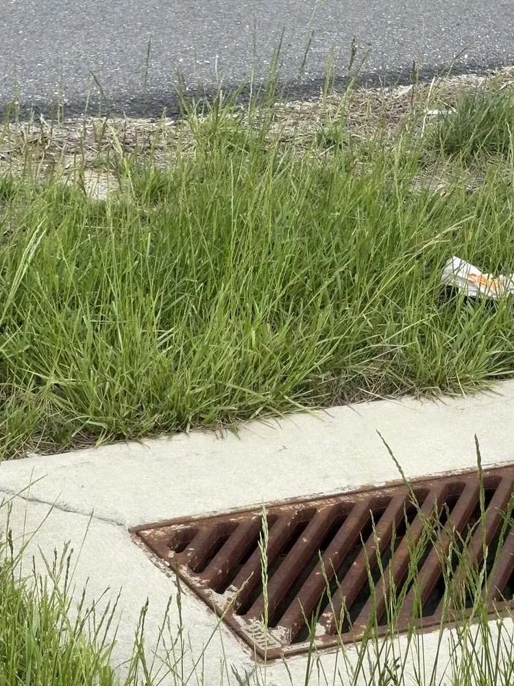 Expert landscaping services near you in Parsonsburg, MD by Blue Heron Landscape & Design