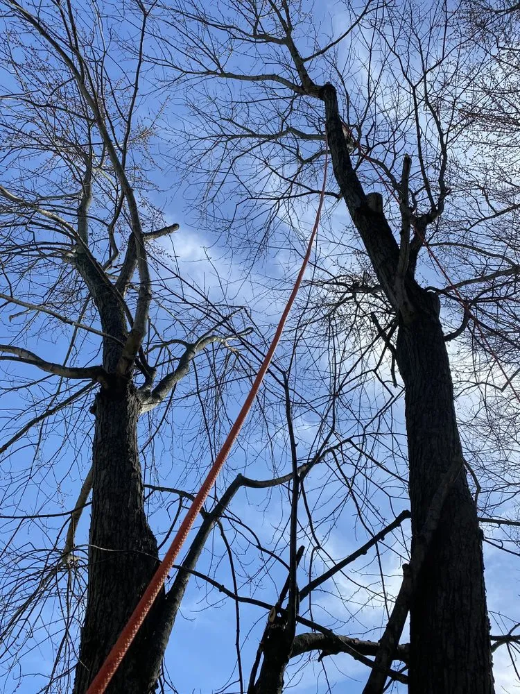 Expert yard cleanup service in Trotwood, OH - Blue Hornet Landscaping