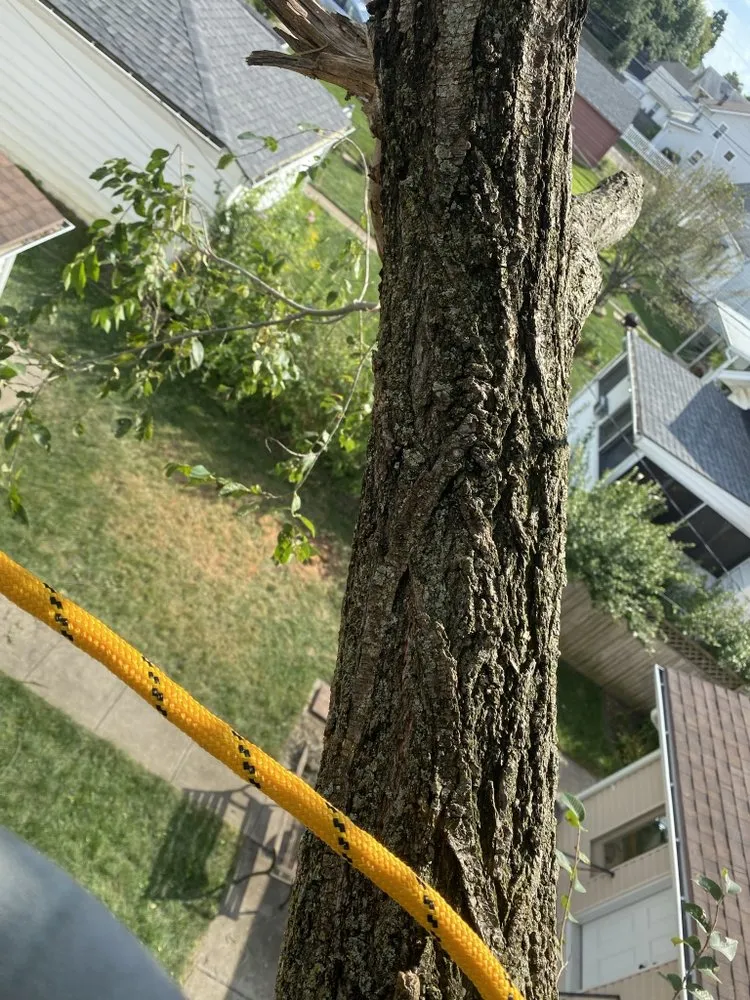 Custom yard cleanup service in Trotwood, OH by Blue Hornet Landscaping