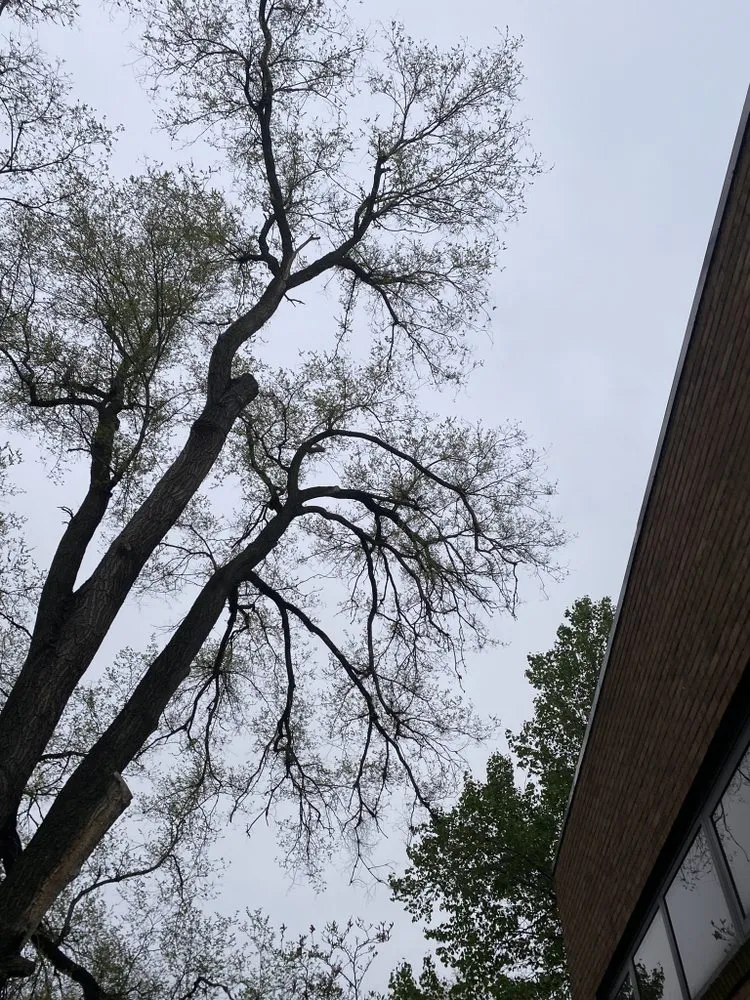 Custom yard maintenance experts serving Trotwood, OH - Blue Hornet Landscaping