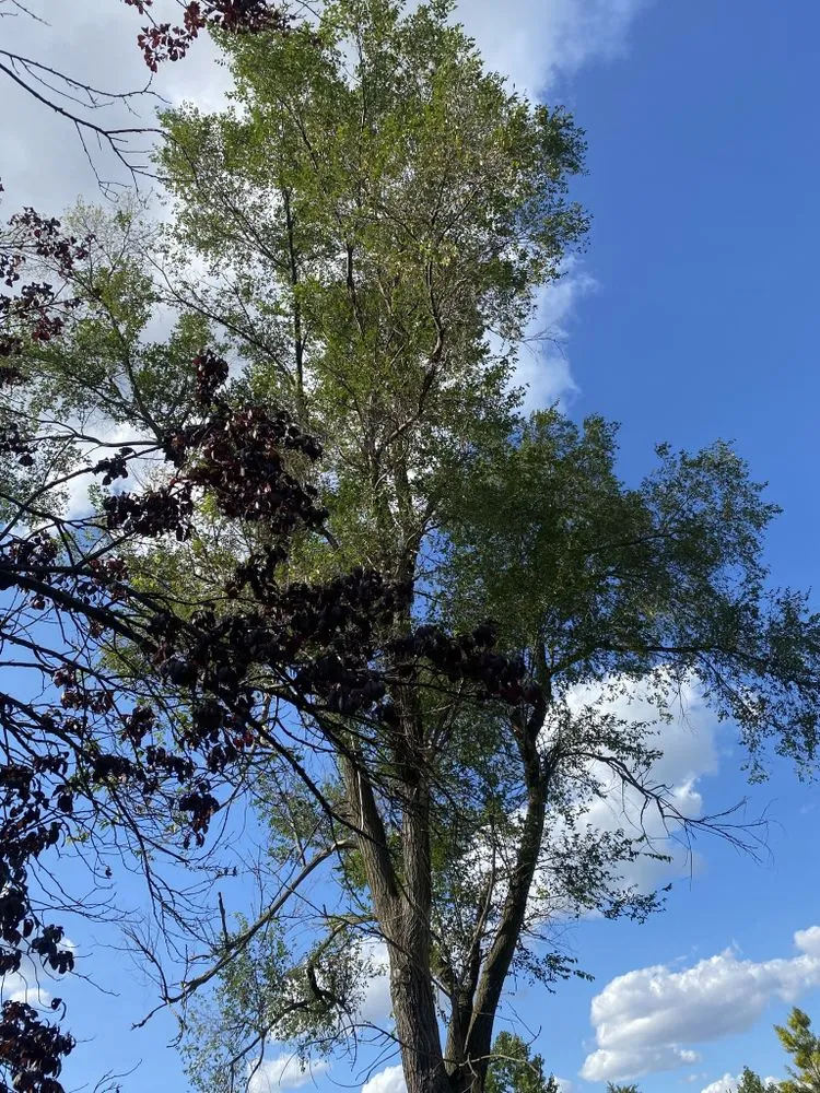 Trusted lawn mowing service in Trotwood, OH by Blue Hornet Landscaping