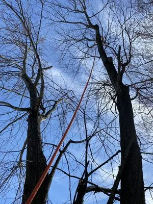 Blue Hornet Landscaping