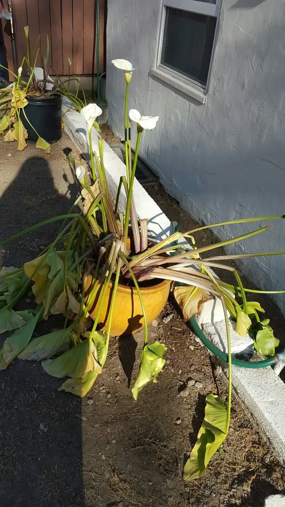 Expert yard maintenance for outdoor upgrades across Pasadena, CA - Blue Ice Heating & Cooling