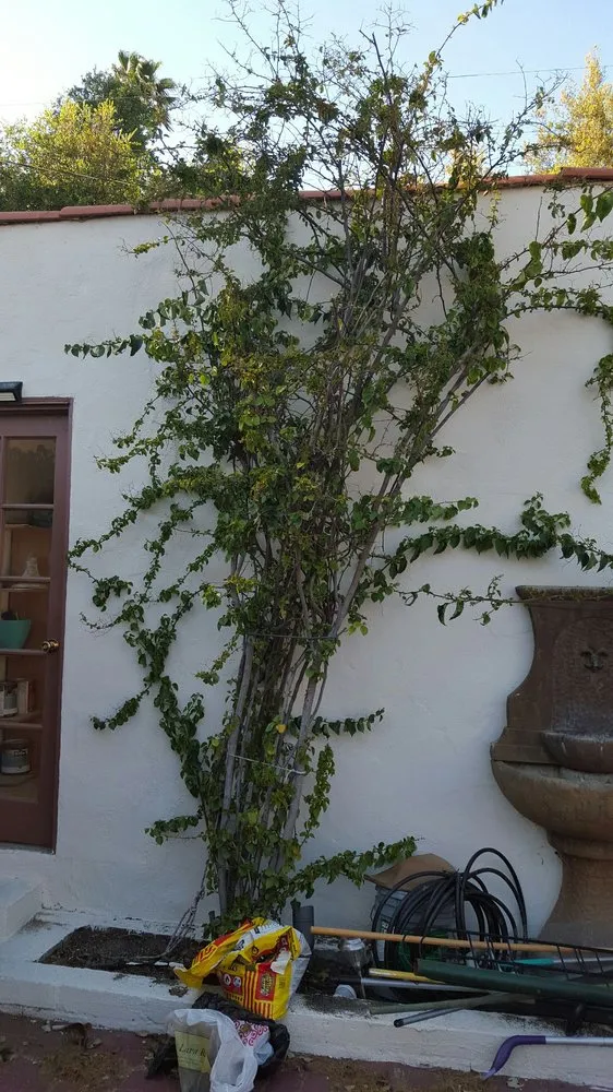 Local lawn care service in Pasadena, CA by Blue Ice Heating & Cooling