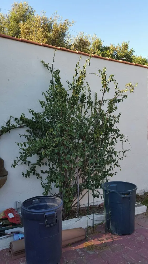 Affordable residential landscaping for beautiful yards in Pasadena, CA by Blue Ice Heating & Cooling