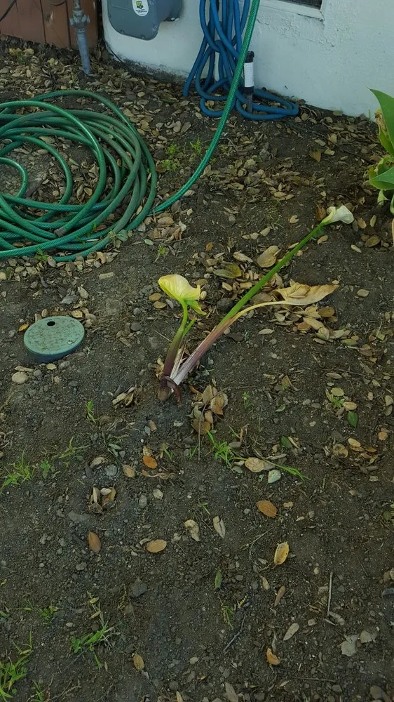 Affordable residential landscaping for outdoor upgrades across Pasadena, CA - Blue Ice Heating & Cooling