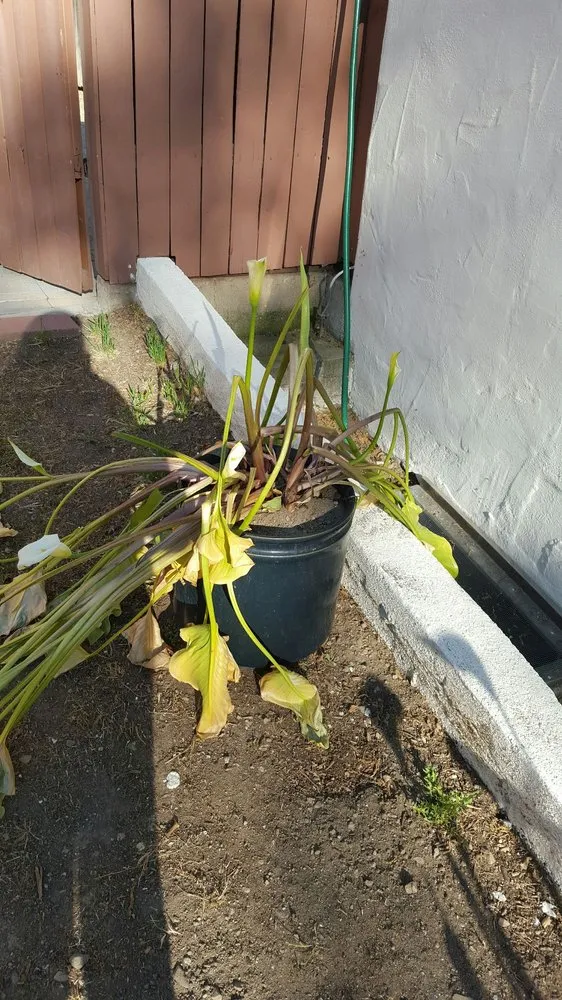 Trusted lawn care service in Pasadena, CA by Blue Ice Heating & Cooling