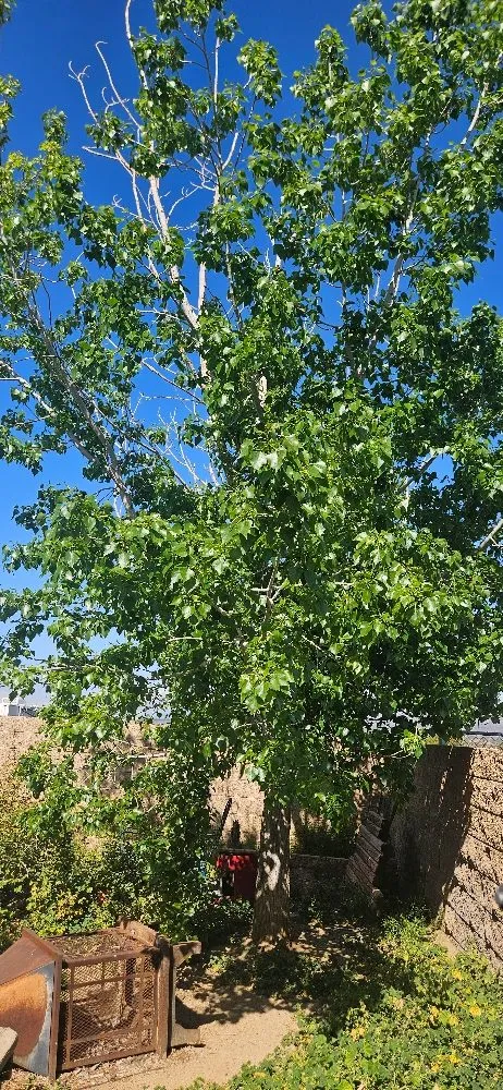 Reliable yard cleanup service in Lancaster, CA by Blue Jay Landscaping