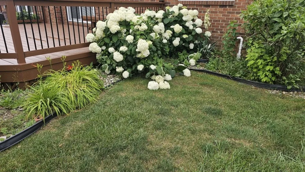 Expert yard cleanup service experts serving Shelby Township, MI - Blue Landscaping