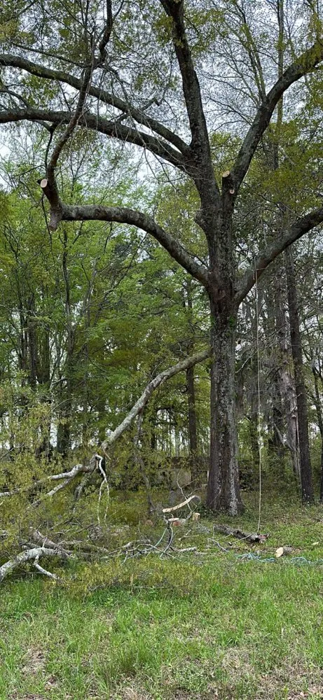 Trusted landscape installation in Darlington, SC - Blue Lawn Maintenance