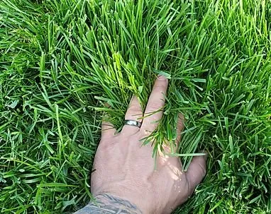 Professional yard cleanup service experts serving Middlesex, NJ - Blue Line