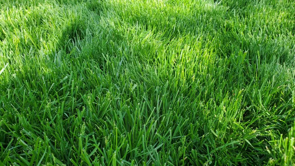 Local yard maintenance experts serving Middlesex, NJ - Blue Line