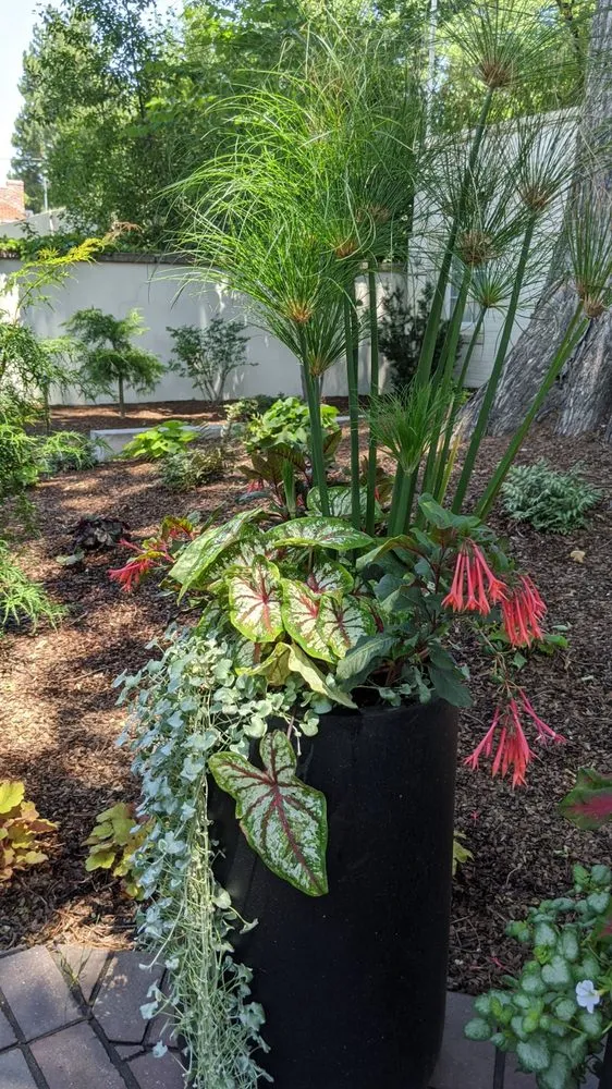 Custom lawn care service near you in Denver, CO by Blue Lotus Outdoors