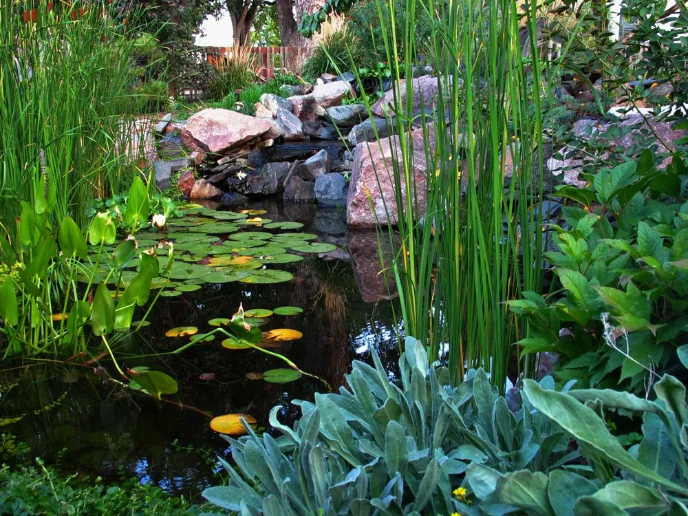 Local landscape design in Denver, CO - Blue Lotus Outdoors