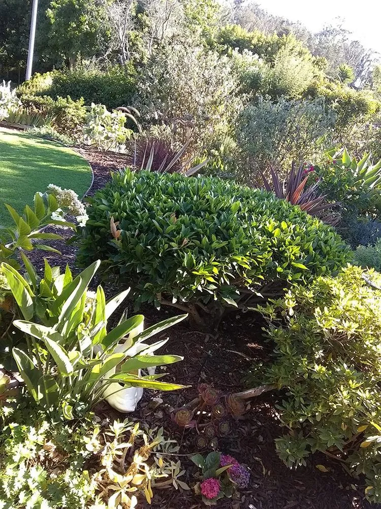 Top-rated yard maintenance in Santa Barbara, CA - Blue Moon Gardening Maintenance