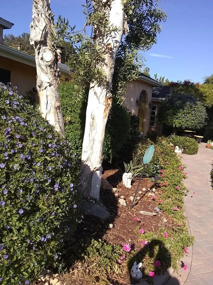 Local yard maintenance experts serving Santa Barbara, CA - Blue Moon Gardening Maintenance