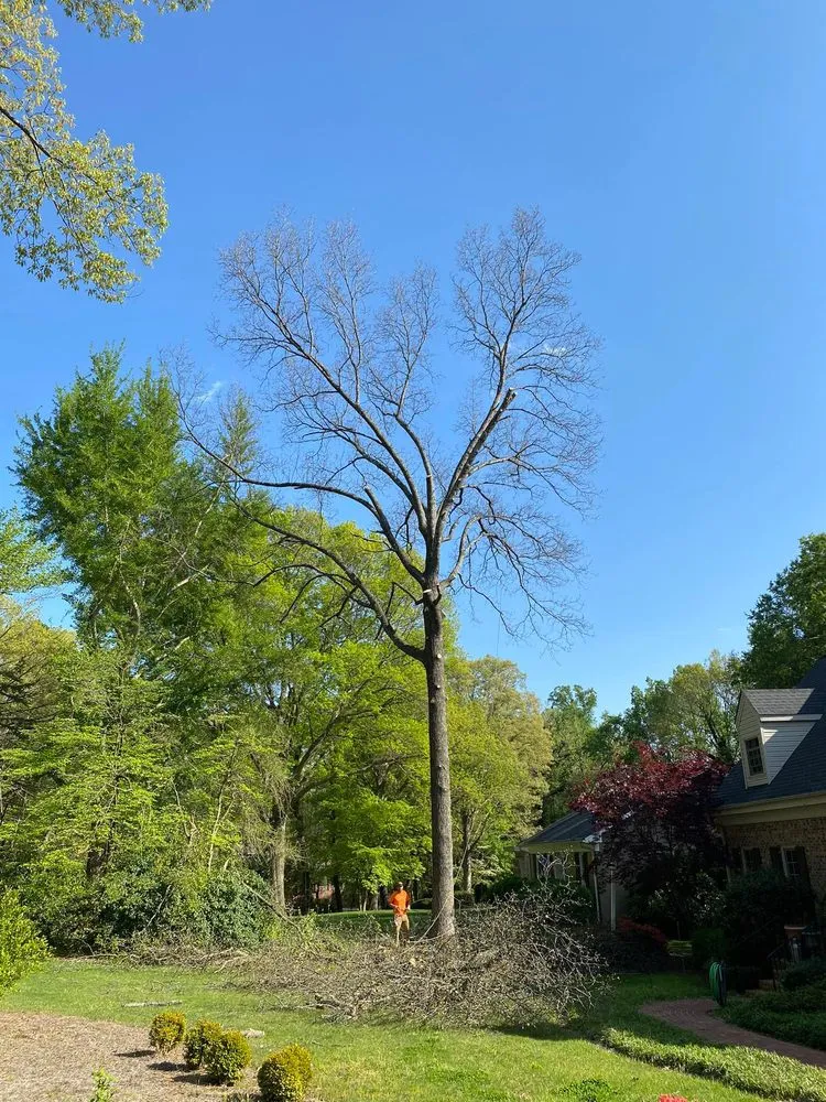 Top-rated lawn care service in Greensboro, NC by Blue Oaks Tree Service