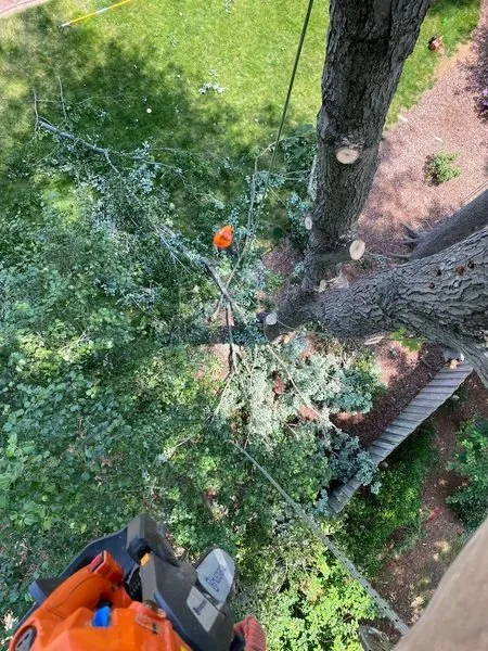 Professional outdoor landscaping for beautiful yards across Greensboro, NC - Blue Oaks Tree Service