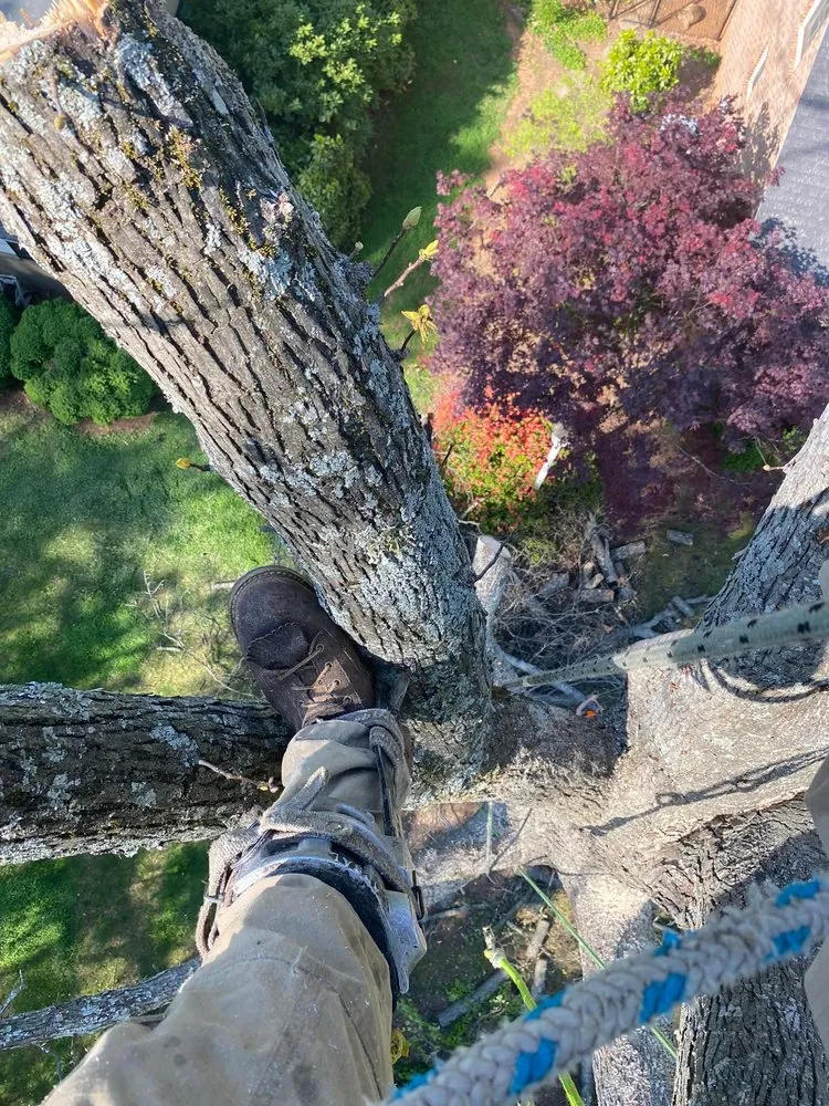 Top-rated lawn mowing service experts serving Greensboro, NC - Blue Oaks Tree Service