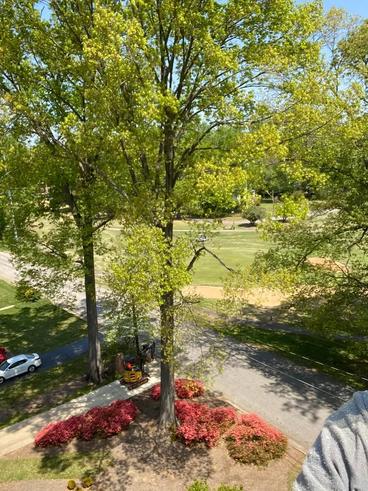 Professional yard maintenance experts serving Greensboro, NC - Blue Oaks Tree Service