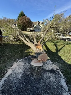 Blue Oaks Tree Service Logo