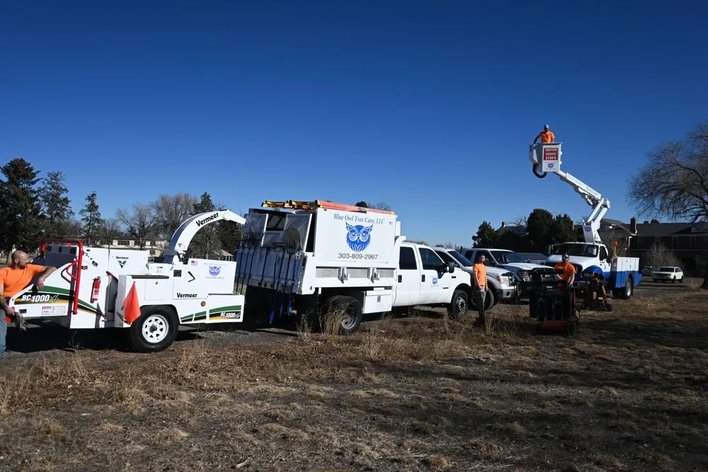 Professional yard cleanup service for year-round maintenance across Englewood, CO - Blue Owl Tree Care