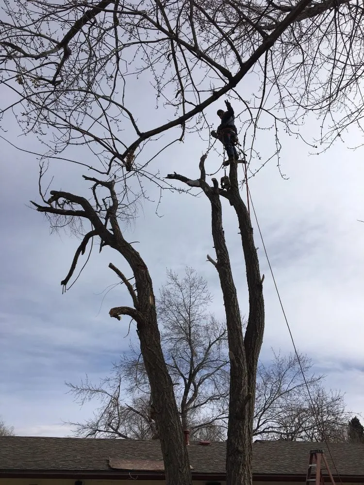 Reliable landscape installation for homes in Englewood, CO by Blue Owl Tree Care