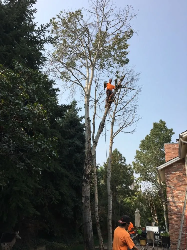 Expert lawn mowing service with custom design across Englewood, CO - Blue Owl Tree Care