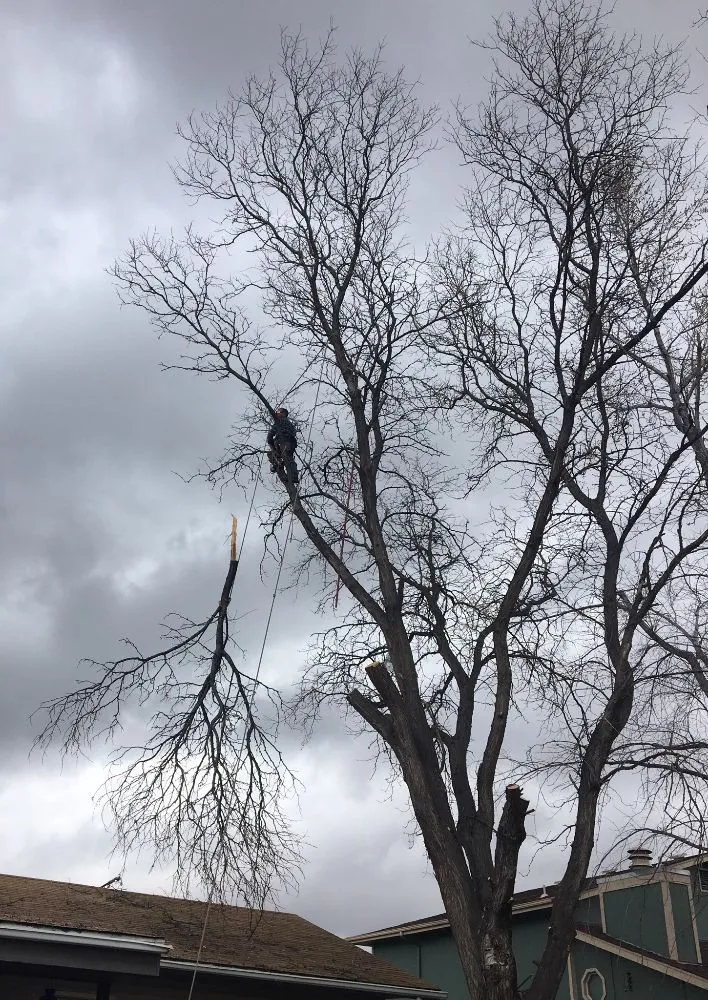 Custom outdoor landscaping experts serving Englewood, CO - Blue Owl Tree Care